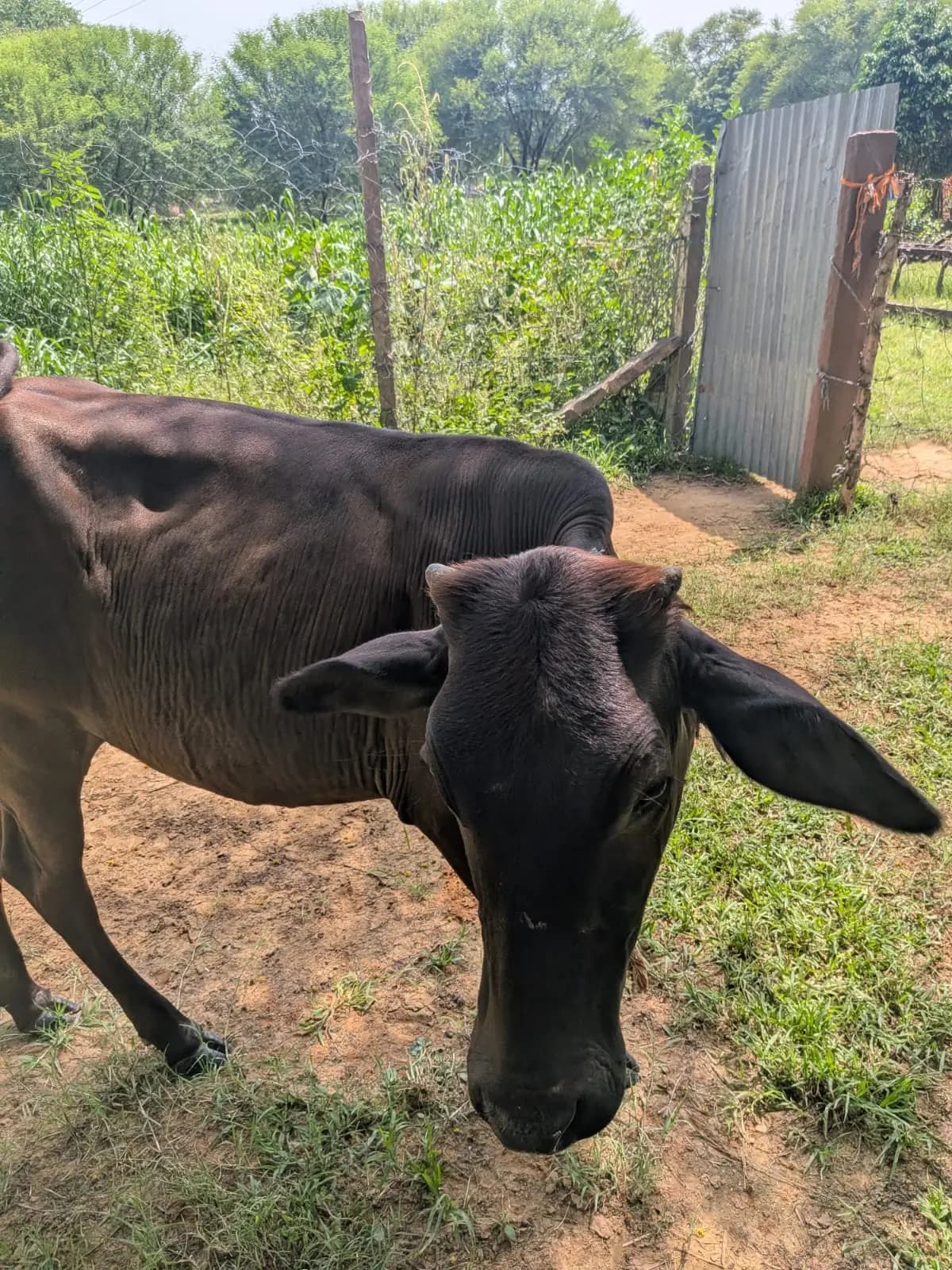 A black cow standing in the open green grounds of the gaushala