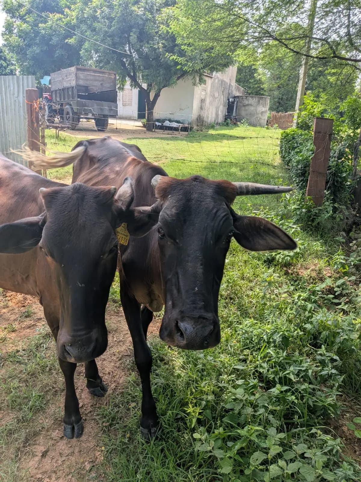 Two black cows standing closely together beneath leafy trees