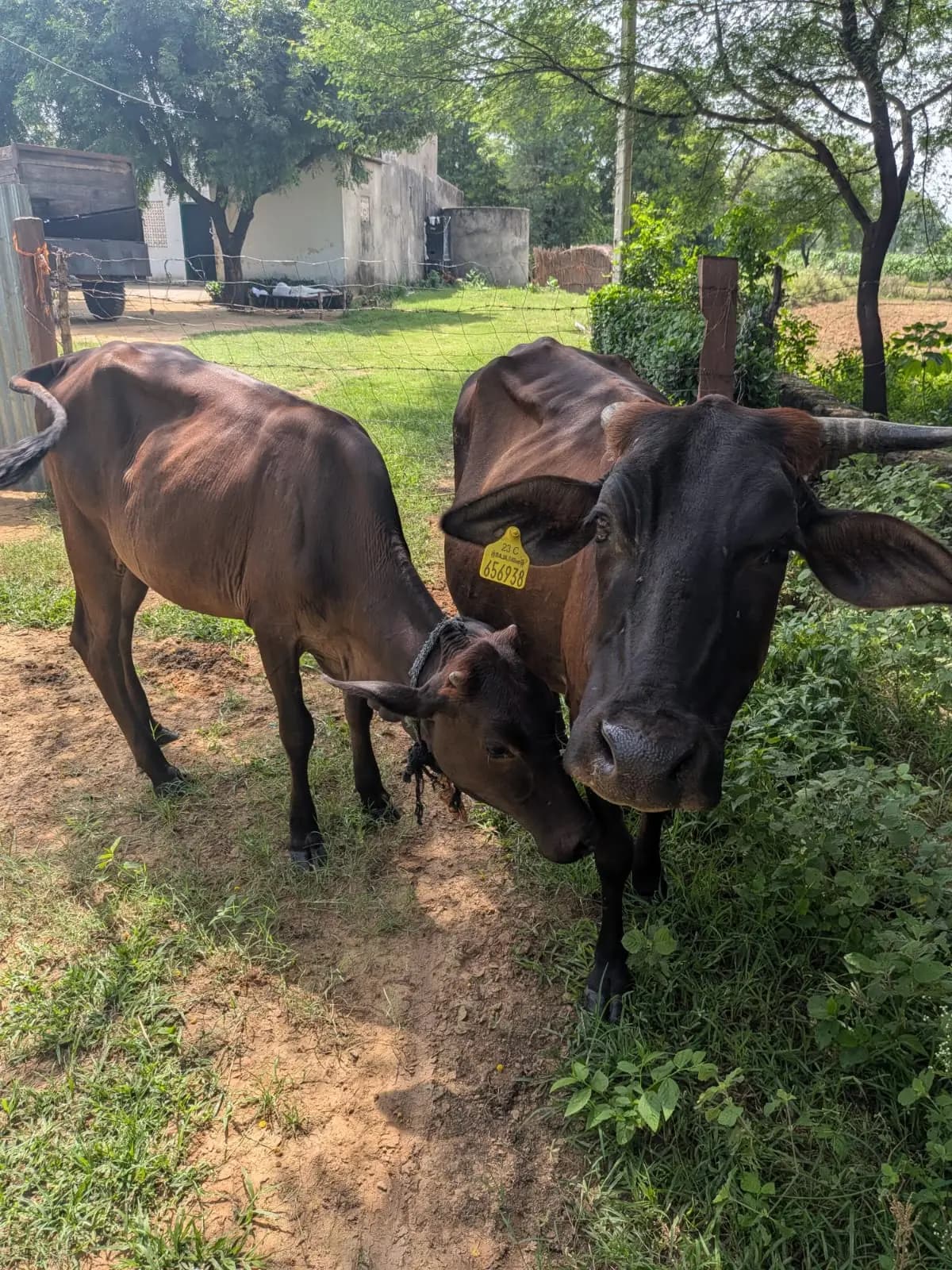 A cow and calf standing close together in the shaded gaushala grounds